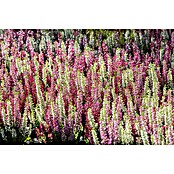 Besenheide (Calluna vulgaris, Topfgröße: 13 cm, Sortenabhängig)