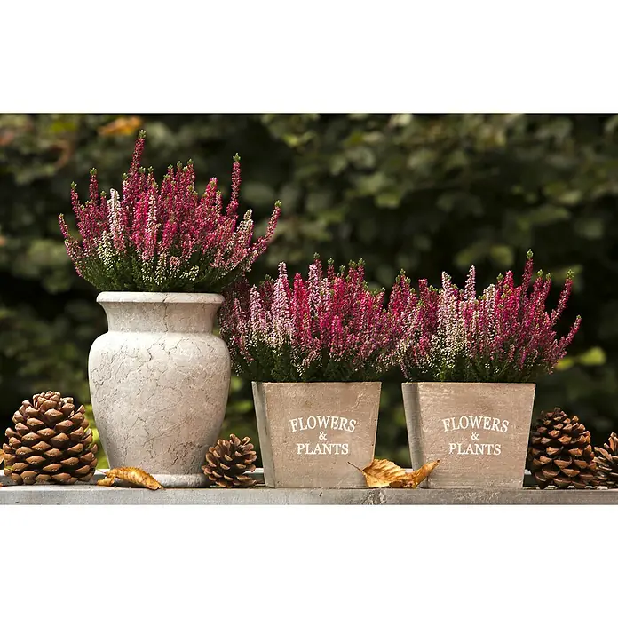 Besenheide Beauty Lady in Farben gemischt - Calluna vulgaris, Topfgröße: 13 cm - Eine Herbstdekoration mit Erika-Pflanzen in Terrakotta-Töpfen und einer Vase, umgeben von Kiefernzapfen und herbstlichen Blättern.