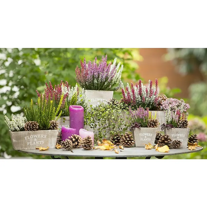 Besenheide Beauty Ladies Trio - Calluna vulgaris, Topfgröße: 13 cm, 3-farbig - Heidekraut in Töpfen dekoriert mit Kerzen und Tannenzapfen auf einem Tisch.