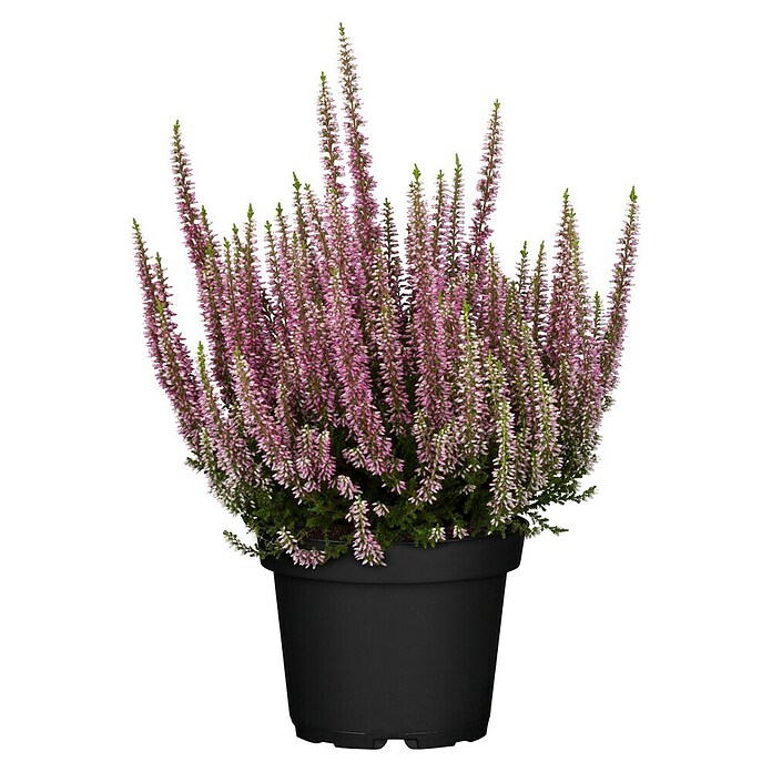 Besenheide (Calluna vulgaris, Topfgröße: 13 cm, Sortenabhängig)