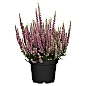 Besenheide (Calluna vulgaris, Topfgröße: 13 cm, Sortenabhängig)