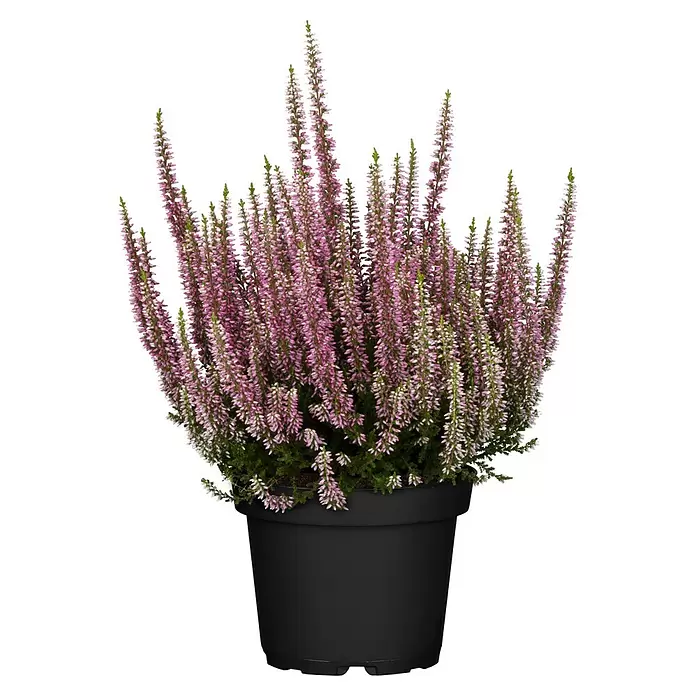 Besenheide Beauty Lady in Farben gemischt - Calluna vulgaris, Topfgröße: 13 cm - Topfheidepflanze mit rosa Blüten in einem schwarzen Topf.