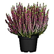 Besenheide (Calluna vulgaris, Topfgröße: 13 cm, Sortenabhängig)