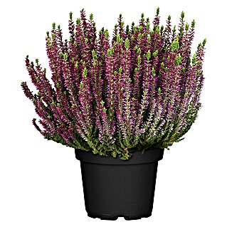 Besenheide (Calluna vulgaris, Sortenabhängig)