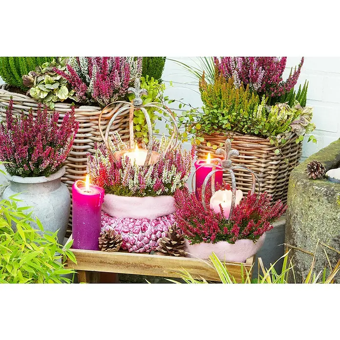 Besenheide Beauty Ladies Trio - Calluna vulgaris, Topfgröße: 13 cm, 3-farbig - Herbstliche Gartendekoration mit Heidekraut in Körben, Kerzen und dekorativen Elementen, die eine warme und einladende Atmosphäre schaffen.