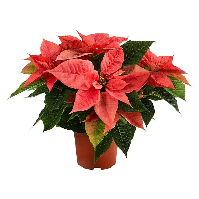 Piardino WeihnachtssternTopfgröße: 13 cm