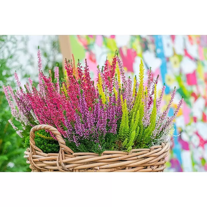 Piardino Besenheide Beauty Lady Mosaika - Calluna vulgaris, Topfgröße: 23 cm, Mehrfarbig - Weidenkorb mit farbenfrohen rosa, lila, gelben und grünen Heidekrautblüten, ideal zur Dekoration.