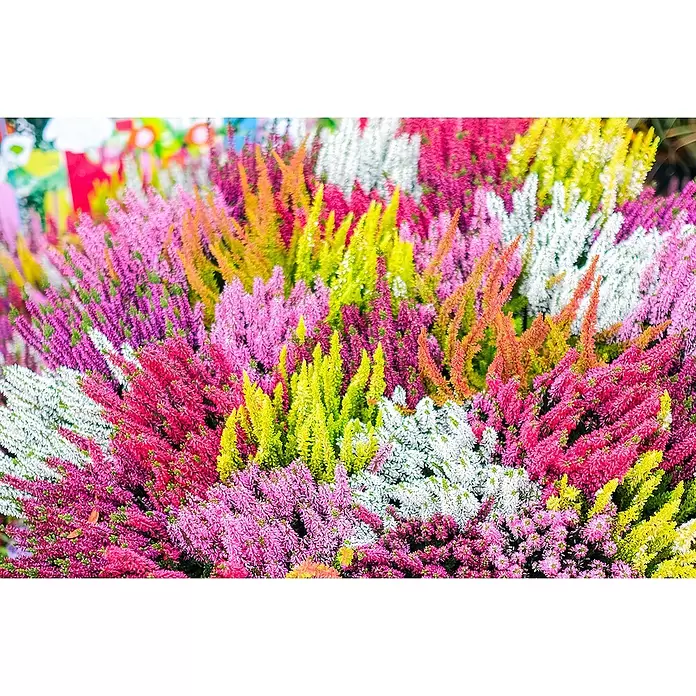 Piardino Besenheide Beauty Lady Mosaika - Calluna vulgaris, Topfgröße: 23 cm, Mehrfarbig - Eine farbenprächtige Anordnung dichter Heidekrautpflanzen in Rosa-, Lila-, Weiß-, Orange- und Gelbtönen.