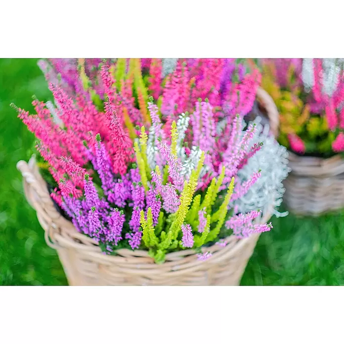 Piardino Besenheide Beauty Lady Mosaika - Calluna vulgaris, Topfgröße: 23 cm, Mehrfarbig - Bunte rosa, lila, gelbe und weiße Heidekräuter in Weidenkörben.