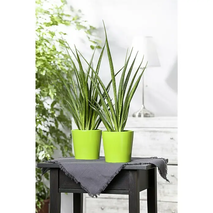 Piardino Bogenhanf Spaghetti - Sanseviera cylindrica Spaghetti, Topfgröße: 12 cm, Gelb-Grün - Zwei Sansevieria-Pflanzen in leuchtend grünen Töpfen auf einem dunklen Holztisch mit grauer Stoffunterlage, dekorativ und stilvoll.