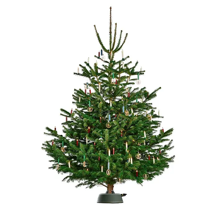 Krinner Christbaumständer X-260 - 36 x 11,5 cm, Kunststoff, Rund - Ein Weihnachtsbaum mit echten Kerzen und goldenen Schmuckstücken, der eine festliche und warme Atmosphäre schafft.