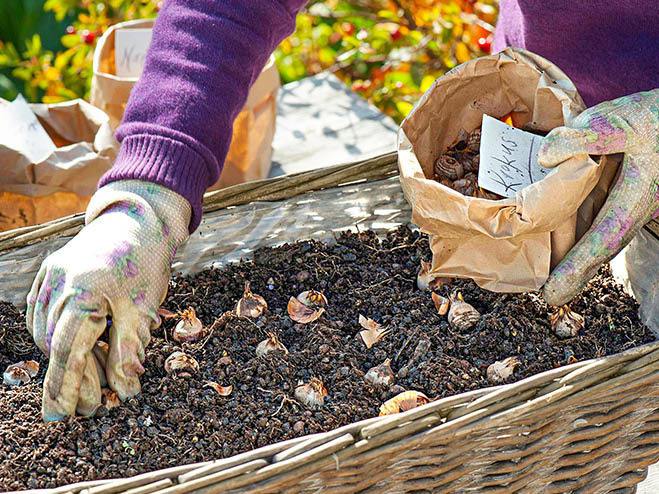 Blumenzwiebeln pflanzen im Oktober