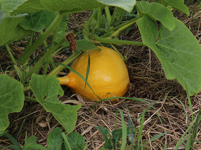 Gemüsegarten im Oktober