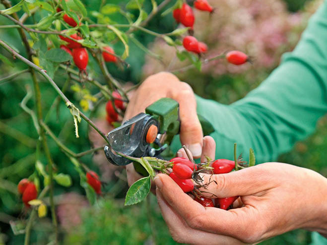 Hagebutten ernten im Oktober