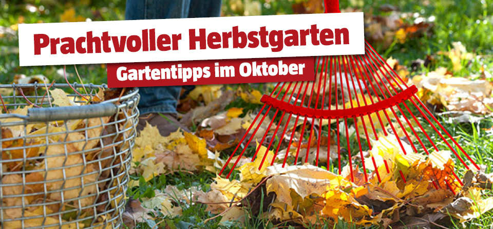 Gartentipps Oktober