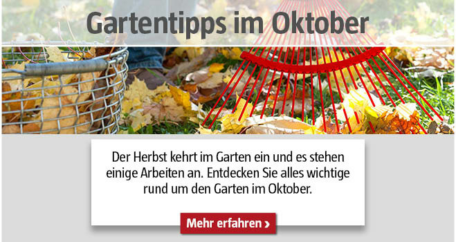 Gartentipps Oktober