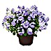 Piardino Glockenblume 