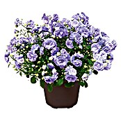 Piardino Glockenblume (Topfgröße: 11 cm, Blau, Gefüllt)