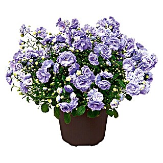 Piardino Glockenblume (Campanula haylodgensis Blue Wonder, Topfgröße: 11 cm, Blau)