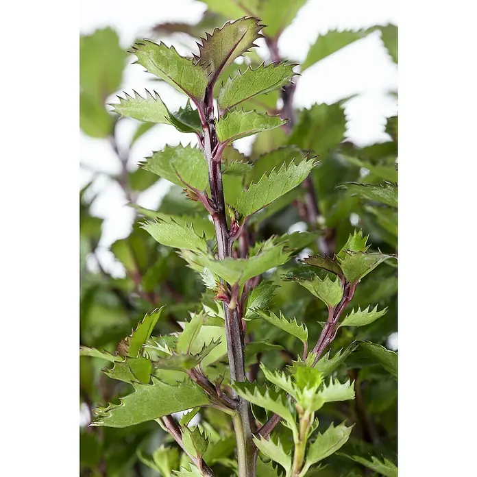 Piardino Stechpalme Little Pirate - Ilex meserveae 'Little Pirate', Weiß - Nahaufnahme einer Kalanchoe laciniata Pflanze mit grünem Laub und gezackten Blättern.