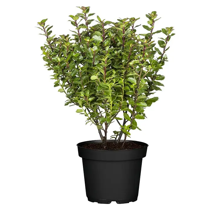 Piardino Stechpalme Little Pirate - Ilex meserveae 'Little Pirate', Weiß - Detailaufnahme eines bezaubernden Ilex crenata 'Dark Green' Strauchs im Topf, der die üppige grüne Schönheit dieser Sorte hervorhebt.
