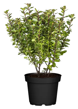 weihnachtsstern bltenstand Weihnachtsstern dunkelrosa, Topfgre 10,5, verschiedene Hhen  Potplantje