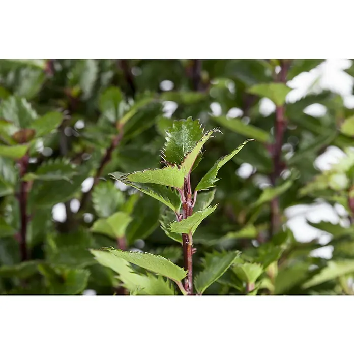 Piardino Stechpalme Little Pirate - Ilex meserveae 'Little Pirate', Weiß - Nahaufnahme einer Stechpalme mit grünen Blättern und rotbraunen Stängeln. Die Blätter haben einen gezackten Rand und eine glänzende Oberfläche.