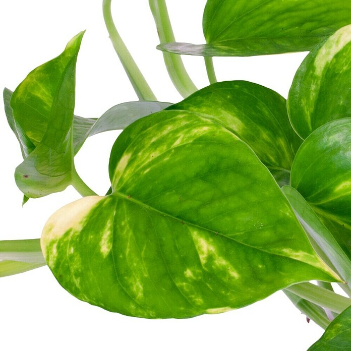 Poto (Epipremnum aureum, Tamaño de maceta: 12 cm, Amarillo/verde)