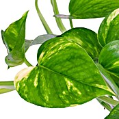 Poto (Epipremnum aureum, Tamaño de maceta: 12 cm, Amarillo/verde)