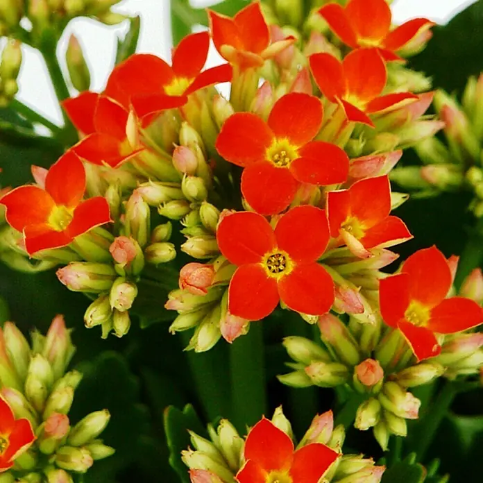 Piardino Flammendes Käthchen - Kalanchoe blossfeldiana, Topfgröße: 10 cm, Orange - Eine Nahaufnahme von leuchtend roten Kalanchoe-Blüten mit gelben Akzenten, die einen fröhlichen und warmen Farbtupfer bieten.