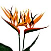 Piardino Ave del paraíso (Strelitzia reginae, Tamaño de maceta: 12 cm)