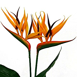 Piardino Ave del paraíso (Strelitzia reginae, Tamaño de maceta: 12 cm, Naranja)