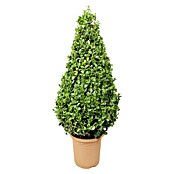 Piardino Buchsbaum (Buxus sempervirens, Topfgröße: 3 l, Wuchsform: Buschig)
