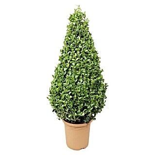 Piardino Buchsbaum (Buxus sempervirens, Topfvolumen: 3 l)