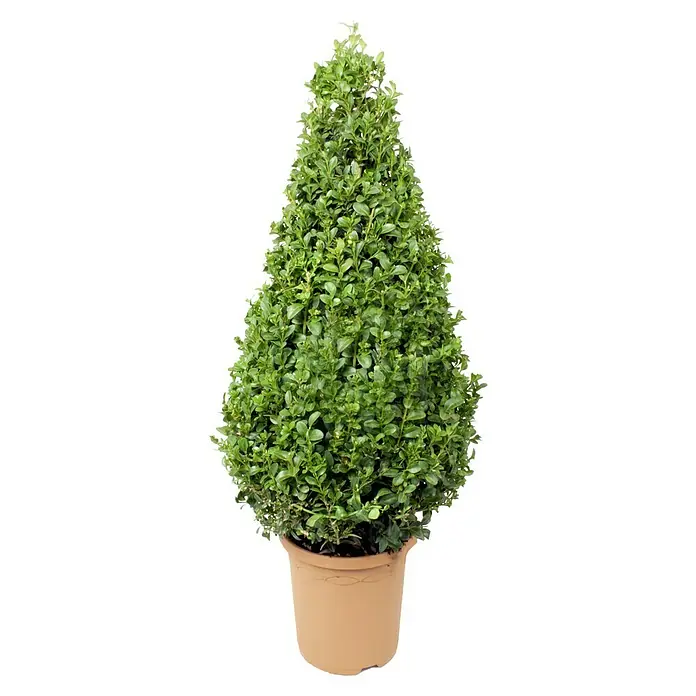 Piardino Buchsbaum - Buxus sempervirens, Topfvolumen: 3 l - Der kegelförmige Buchsbaum im Terrakottatopf ist ein dekoratives Element für jeden Garten oder jedes Zuhause. Die Pflanze ist immergrün und pflegeleicht.