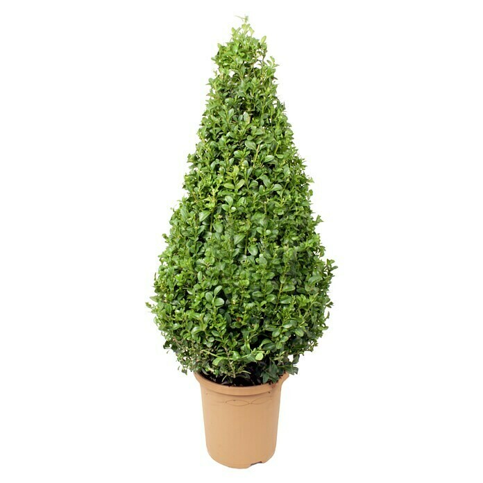 Piardino BuchsbaumBuxus sempervirens, Topfvolumen: 3 l Front View