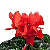 Piardino Zimmer-Alpenveilchen (Cyclamen persicum, Topfgröße: 13 cm, Rot)