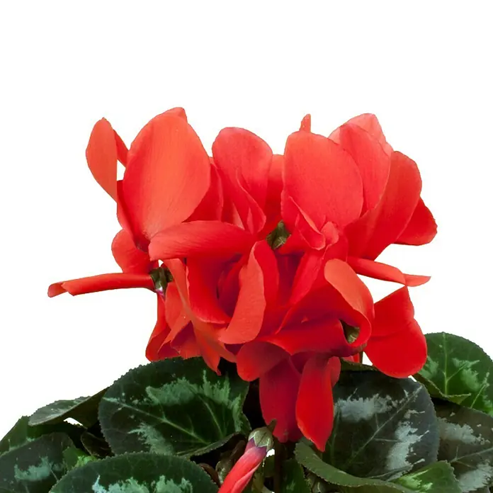 Piardino Zimmer-Alpenveilchen - Cyclamen persicum, Topfgröße: 13 cm, Rot - Nahaufnahme einer leuchtend roten Zimmer-Zyklame mit dekorativem Laub. Perfekt als Farbtupfer für jeden Raum und ein schönes Geschenk.