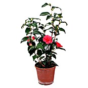 Piardino Camelia (Camellia japonica, Tamaño de maceta: 13 cm, Color de flor: En función de la variedad) | BAUHAUS