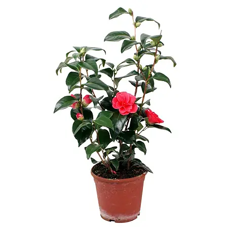 Piardino  Camelia