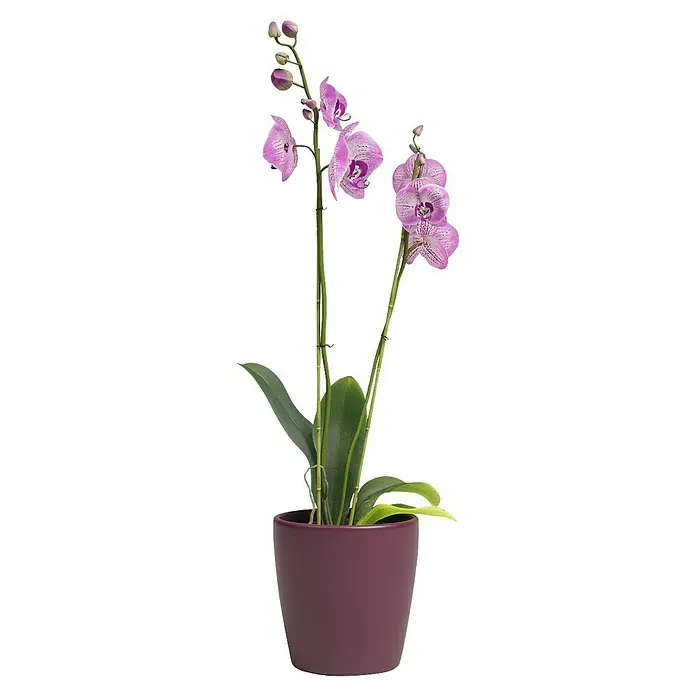 Artevasi Orchideentopf - Außenmaß (Ø x H): 14 x 14 cm, Keramik, Burgunderrot - Eine elegante lila Orchidee in einem passenden Topf. Die zarten Blüten und das satte Grün bilden einen schönen Kontrast.