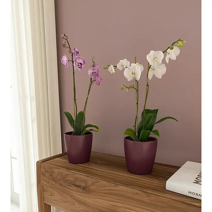 Artevasi Orchideentopf - Außenmaß (Ø x H): 14 x 14 cm, Keramik, Burgunderrot - Zwei elegante Orchideen in Pflanzgefäßen, eine mit lila und die andere mit weißen Blüten, stehen auf einem Holzmöbelstück.