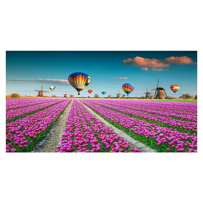 Cuadro alto brillo Malva - Malva, An x Al: 130 x 70 cm, 1 pzs. - Campo de tulipanes en flor con molinos de viento y coloridos globos aerostáticos bajo un cielo azul brillante.