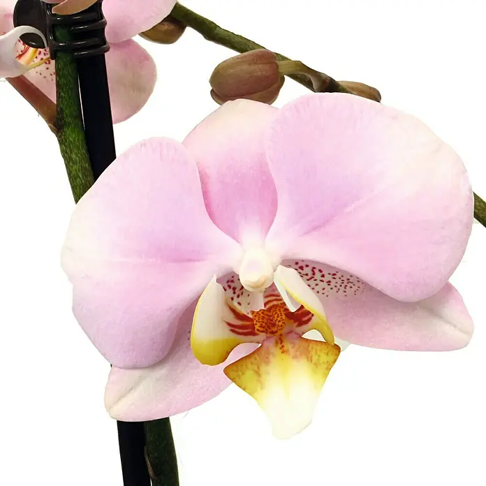Piardino Orquídea mariposa - Phalaenopsis Hybride, Tamaño de maceta: 12 cm, Rosa, Número de brotes: 2 ud., En posición vertical - Primer plano de una delicada orquídea rosa claro con detalles amarillos y naranjas, mostrando su belleza y elegancia.