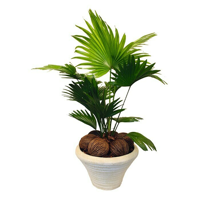 Piardino FächerpalmeLivistona chinensis, Topfgröße: 24 cm Front View