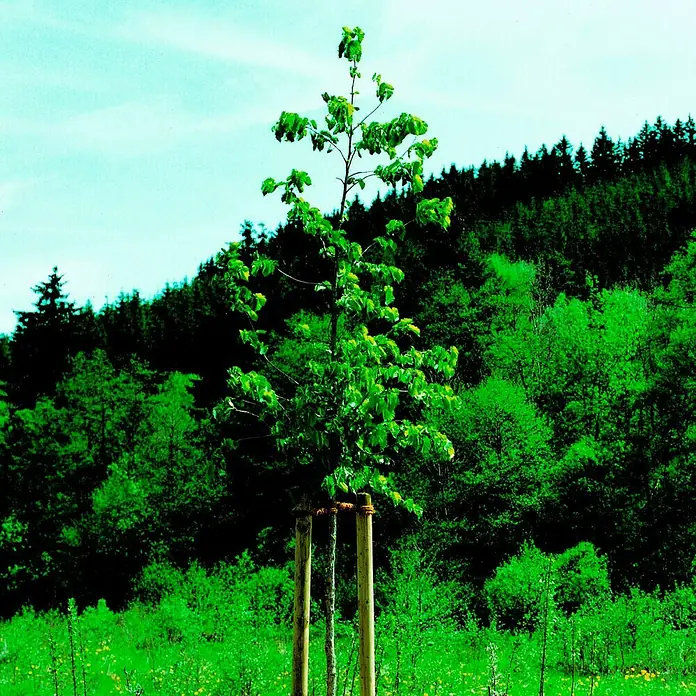 Joda Baumpfahl - 80 mm x 150 cm, Kiefer - Baum mit Stützpfählen im Grünen.