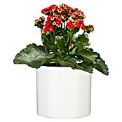 828/12 ÜBERTOPF PANNA