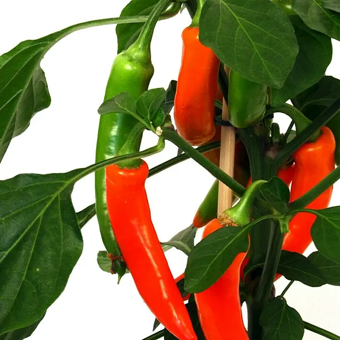 Piardino Peperoni - Capsicum peperomia, 14 cm, Erntezeit: Juli - Nahaufnahme einer Chilipflanze mit grünen und orangefarbenen Schoten, die an einem Stiel wachsen.