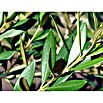 Olivenbaum (Olea europaea, Topfgröße: 24 cm) | BAUHAUS