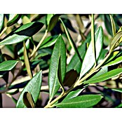 Olivenbaum (Topfgröße: 24 cm)